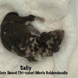 Girl 3 - Goldendoodle puppy in Franklin, Tennessee from Hey Doodle Doodle