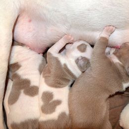 American Bully Puppies from SouthernCharm Kennel (SCP)