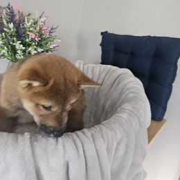 Shiba Inu Puppies from Shiba Shenanigans