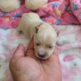 Girl 1 - White and tan female Morkie puppy in Loxahatchee, Florida from Cristy's Morkies