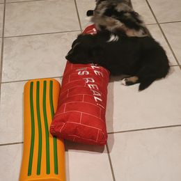 Australian Shepherd Puppies from Summit Australian Shepherds