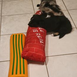 Australian Shepherd Puppies from Summit Australian Shepherds