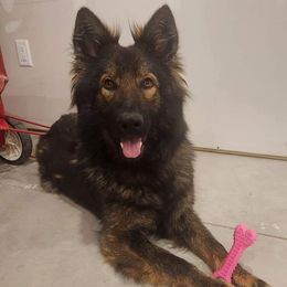 Sif - German Shepherd