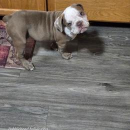 Girl 1 - Fawn and white female Olde English Bulldogge puppy in Loveland, Colorado from Bobblehead Bulldogges
