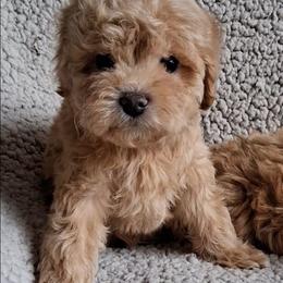 Charlie - Red male Maltipoo puppy in Crestview, Florida from Little Cupcakes and Little Pumpkins Maltipoos