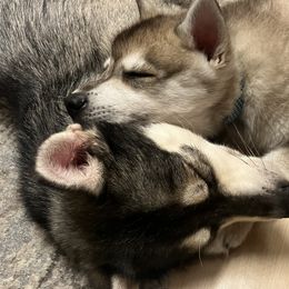 Alaskan Klee Kai from Angels Klee Kai