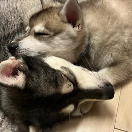 Alaskan Klee Kai from Angels Klee Kai