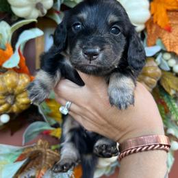 Black and cream boy - Black and cream male Dachshund puppy in Payette, Idaho from NT Mini Doxies
