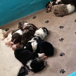 Australian Shepherd Puppies from Spirited Aussies