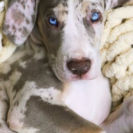 Arlo - Merle male Great Dane puppy in Charlotte, Michigan from Blue Diamond Danes