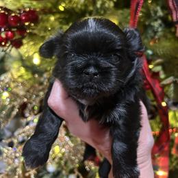 Sadie - Black and white female Shih Tzu puppy in Hickory, North Carolina from PAWSitive Breeders of the Carolinas
