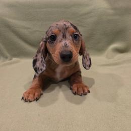 Kevin - Dapple male Dachshund puppy in Tower City, Pennsylvania from Stoney Mountain Mini Doxies