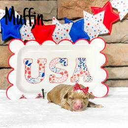 Muffin - Apricot female Australian Labradoodle puppy in Leicester, North Carolina from Paws For All Labradoodles