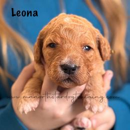 Leona - Red  female Goldendoodle puppy in Lancaster, Minnesota from North Star Dog Training