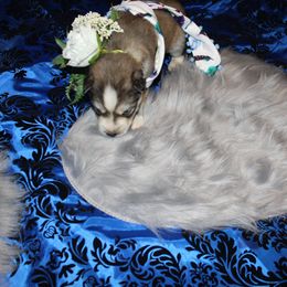 Siberian Husky Puppies from Blue Moon Siberian Husky Haven