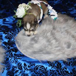 Siberian Husky Puppies from Blue Moon Siberian Husky Haven