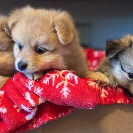 Pomeranians from Patricia's Pomeranians