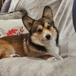 Flash - Pembroke Welsh Corgi
