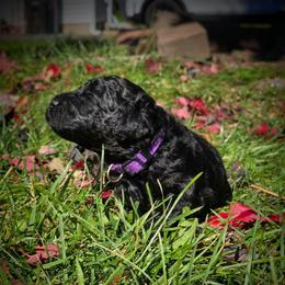 Neptune - Black female Labradoodle puppy in Genoa City, Wisconsin from Sakura Pups