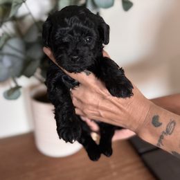 Romeo - Black male Maltipoo puppy in New Port Richey, Florida from Toy Poodles And Maltese Of Florida