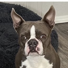 Memphis - Boston Terrier