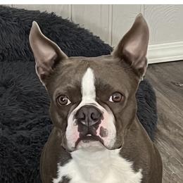 Memphis - Boston Terrier