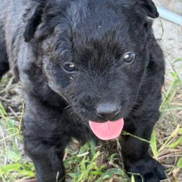 Rio - female Croatian Sheepdog puppy in Smith Center, Kansas from Wilsong Kennel