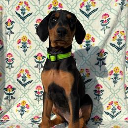 Margaret - Black and rust female Doberman Pinscher puppy in Coplay, Pennsylvania from By My Side Germans Shepherds & Dobermans