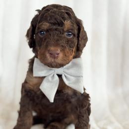Anthem - Phantom male Goldendoodle puppy in Escalon, California from Miley&Co.