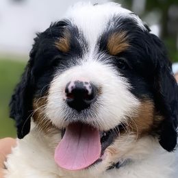 Bernedoodles from Copperstone Bernedoodles
