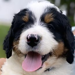 Bernedoodles from Copperstone Bernedoodles