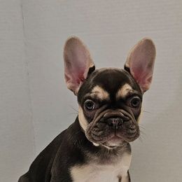 French Bulldog Puppies from Kristen's French Bulldogs