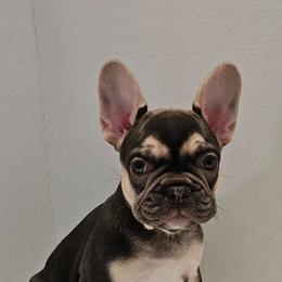 French Bulldog Puppies from Kristen's French Bulldogs
