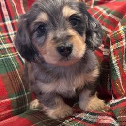 Atlas - Black and cream male Dachshund puppy in Salem, Oregon from Longdox Mini Dachshunds