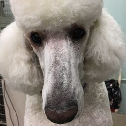 Pembroke Welsh Corgis and Poodles from Ivy League Poodles