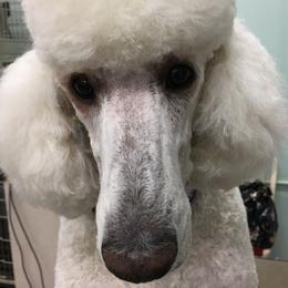 Pembroke Welsh Corgis and Poodles from Ivy League Poodles