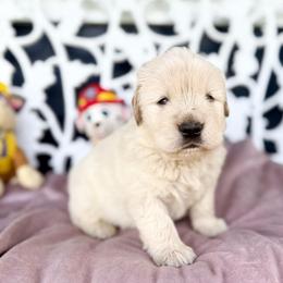 Ryder - Light golden male Golden Retriever puppy in Oregon from Bliss Retrievers