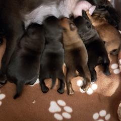 Brussels Griffon Puppies from Brussels and Broodle's and Shiffon's oh my