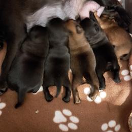 Brussels Griffon Puppies from Brussels and Broodle's and Shiffon's oh my