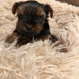 Niles - Black and gold male Yorkshire Terrier puppy in Gatesville, Texas from Cuddles of Cuteness