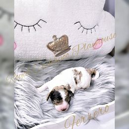 Cockapoo Puppies from Royal Cockapoo Playhouse