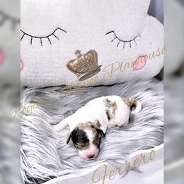 Cockapoo Puppies from Royal Cockapoo Playhouse