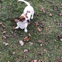 Vienna - Dachshund