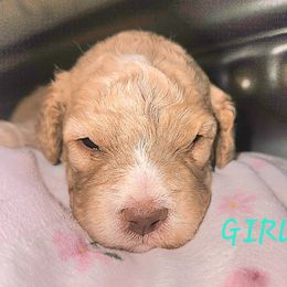 Lagotto Romagnolo puppies from Regal Romagnolos