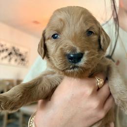Milly - Red female Aussiedoodle puppy in San Antonio, Texas from Av’s Poodles and Doodles