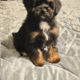 Aussiedoodle, Bernedoodle, Cockapoo, Miniature Australian Shepherd, Poodle, and Sheepadoodle Puppies from Jam's Doodles And Poodles