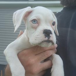 Girl 2 - White female Boxer puppy in Eden Nc, North Carolina from Clearview boxers
