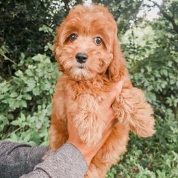Hazel - Red female Cavapoo puppy in Live Oak, Florida from Grams Poodle Babies