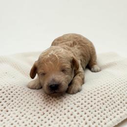 Butters - Apricot male Maltipoo puppy in St. George, Utah from Winchester Hills Poodles and Doodles