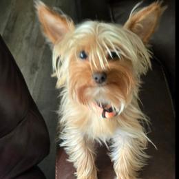 Bella - Yorkshire Terrier